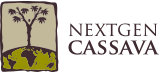 NextGen Cassava