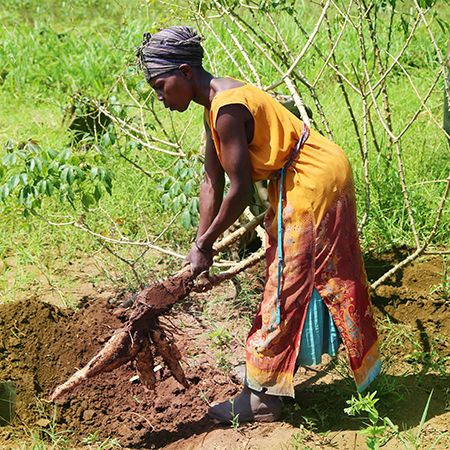 Woman clearing field