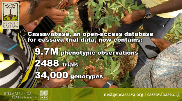 As of the end of Phase 1, Cassavabase hosts a great amount of data related to cassava trials.