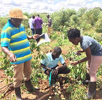 People examining cassava
