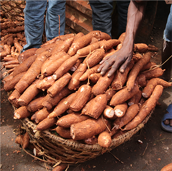 Cassava in basket