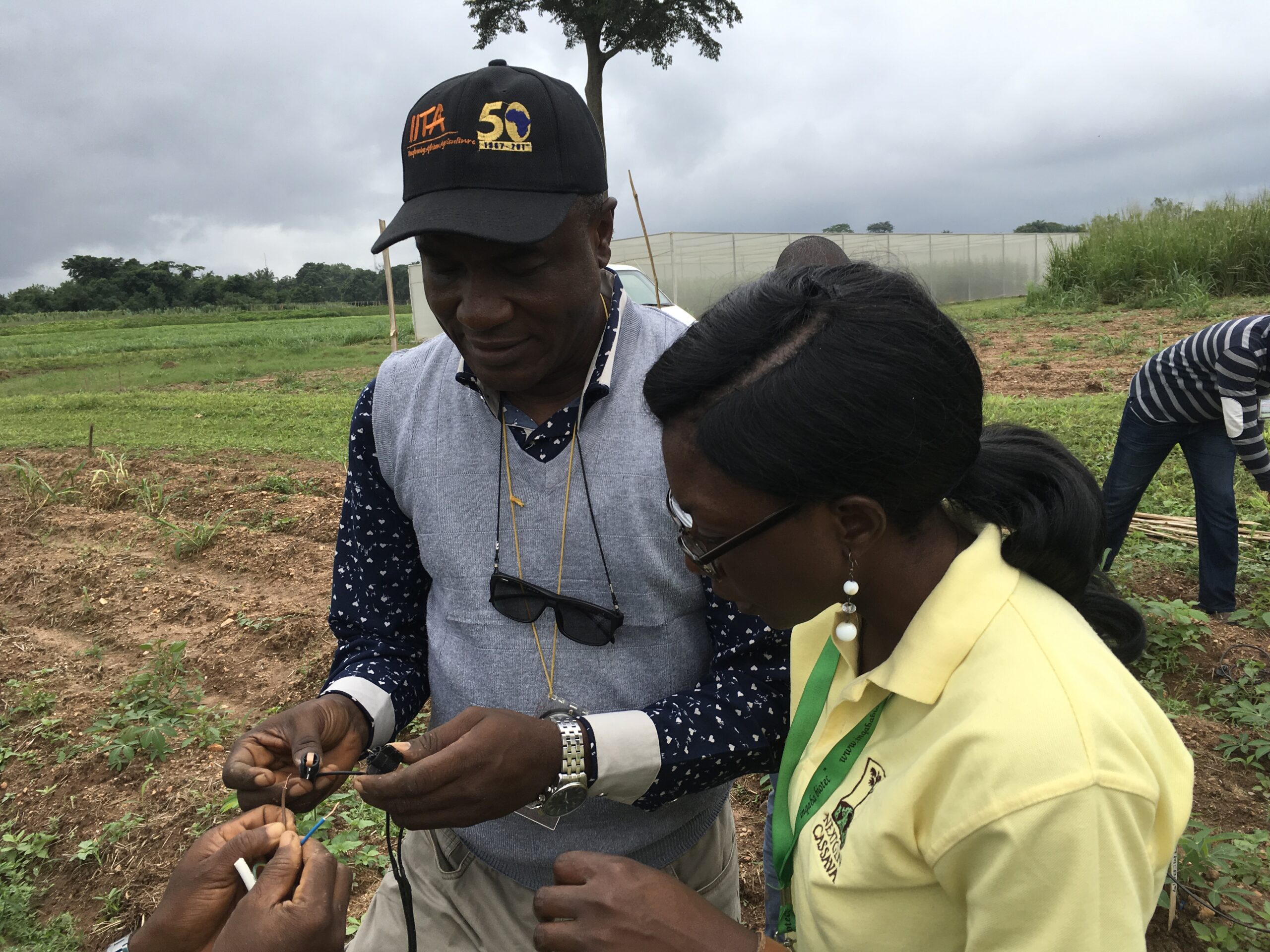 Genetic and environmental insights into cassava flowering