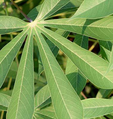 cassava leaves