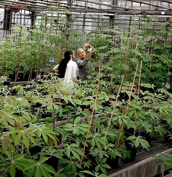 2 people standing in cassava greenhouse